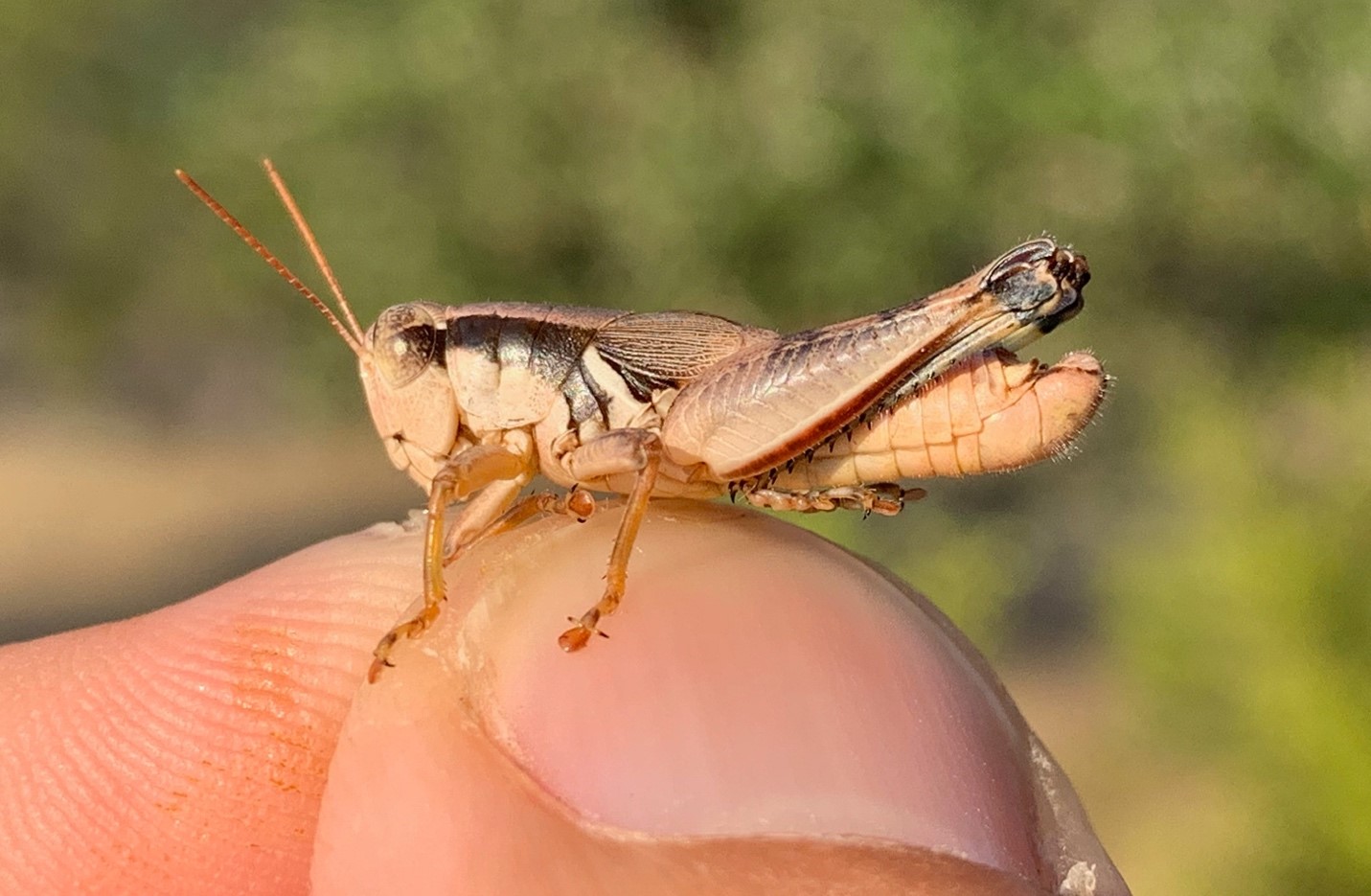 Melanoplus nelsoni named to recognize Willie Nelson, country music legend.