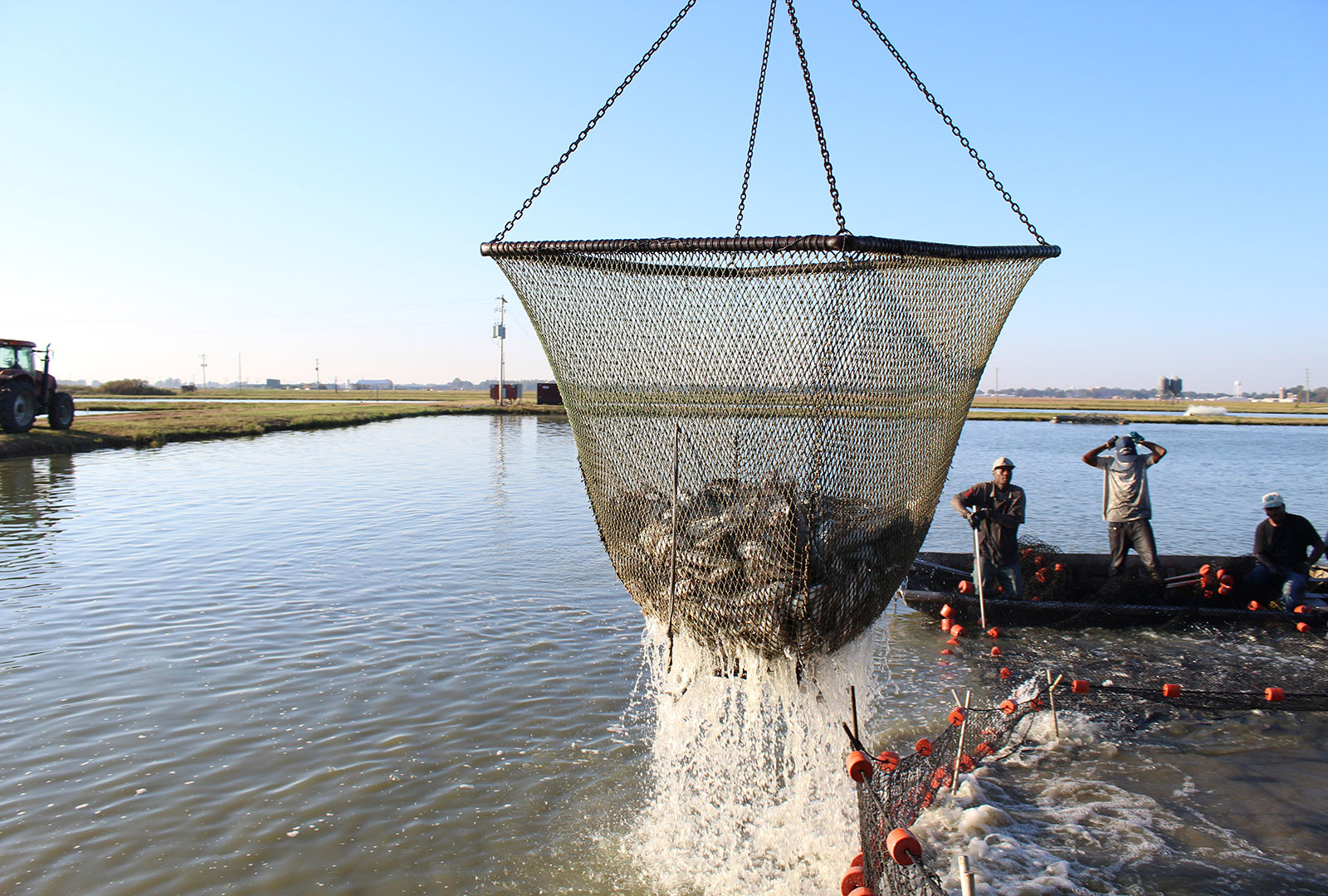 Lifting catfish out of the water in a net