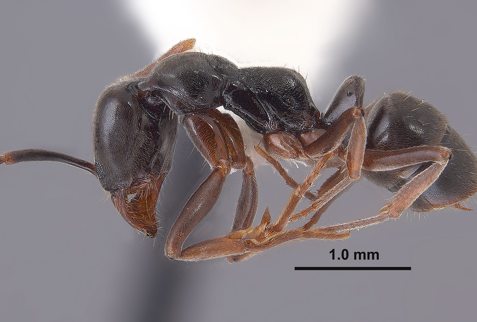 MSU entomologists study expansion of Asian needle ant in Mississippi