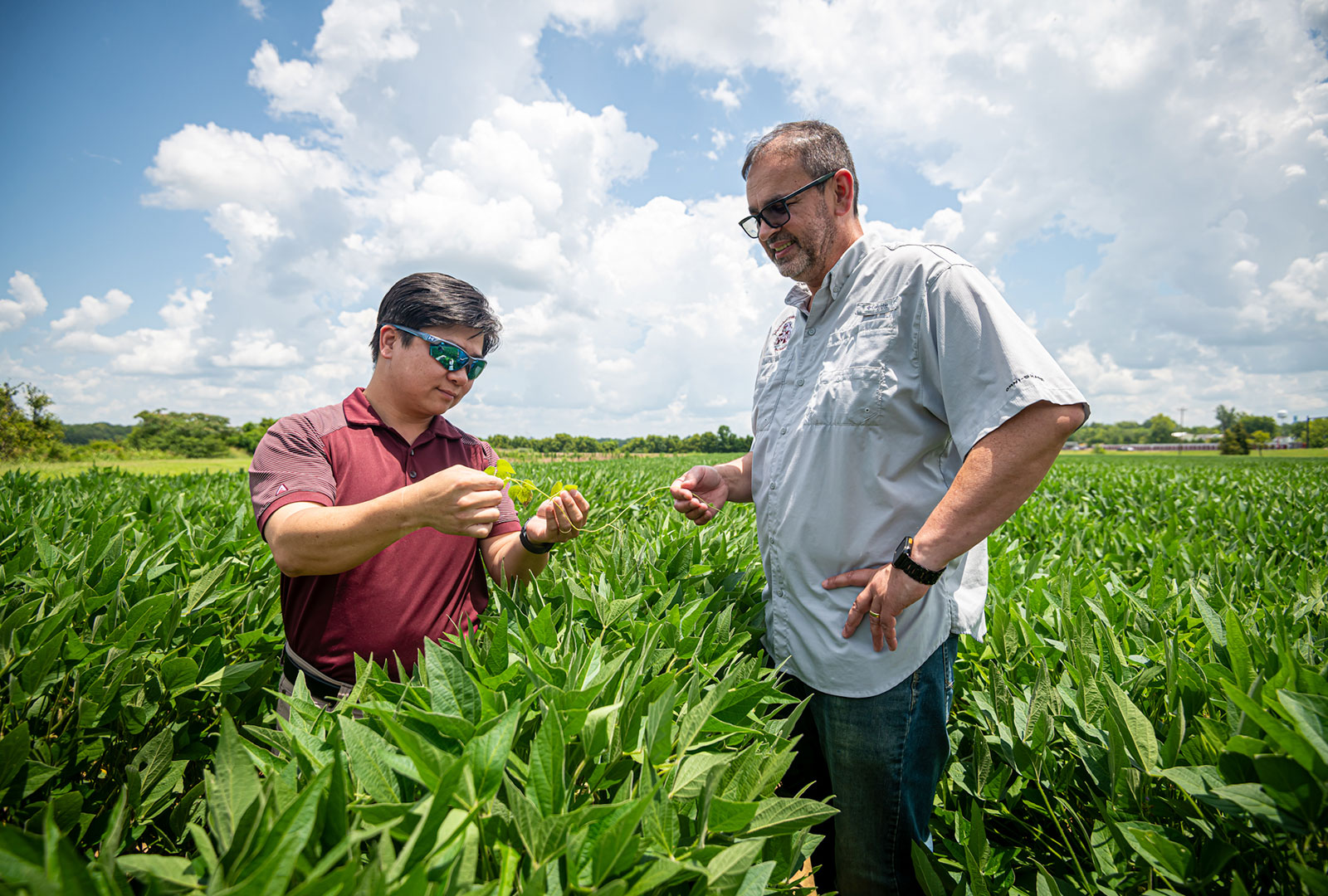 Mississippi State scientists make progress against resistant weeds 