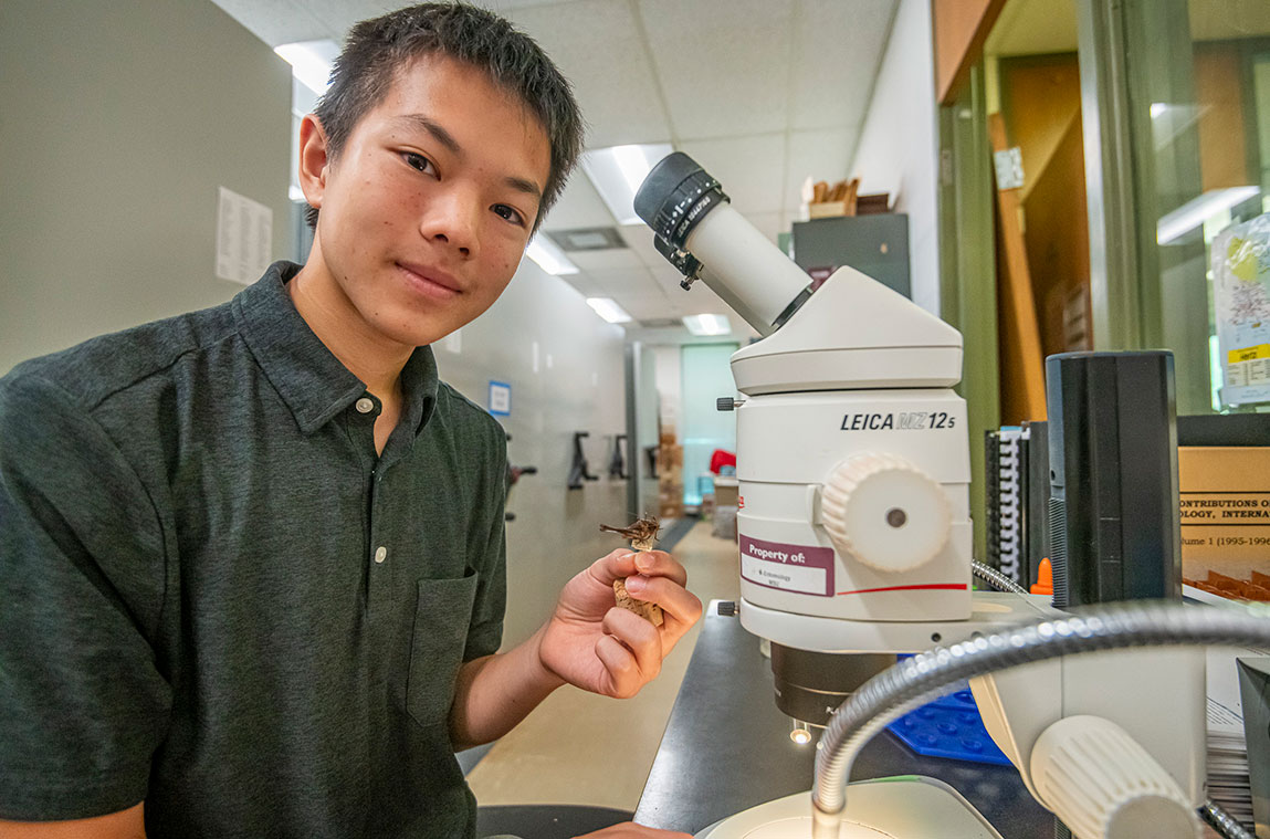 MSU hosts Manhattan high school student for immersive entomology internship
