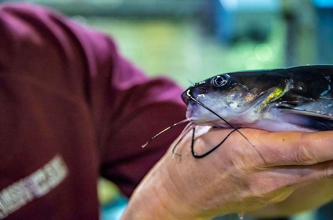 Man holding a catfish