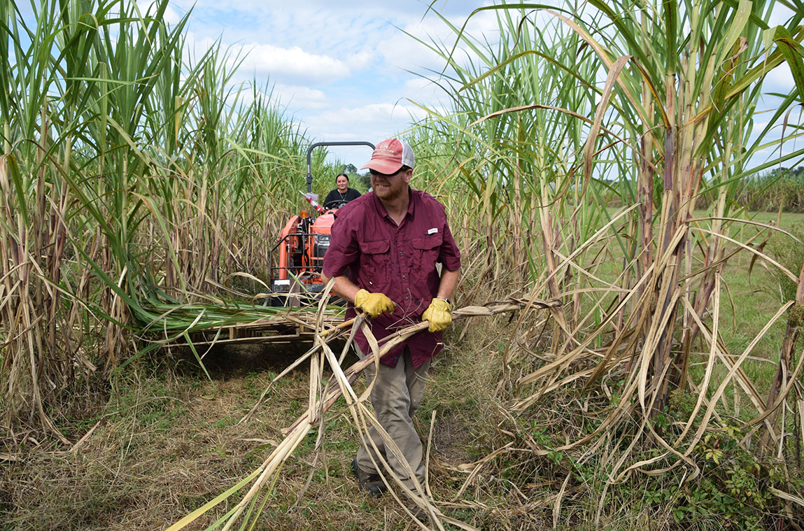 Person on a tractor with a pallet of sugarcane following a person walking through the rows of cane. 