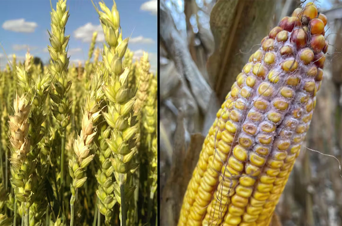 What is <em>Fusarium graminearum</em>, the fungus a Chinese scientist pleaded guilty to smuggling into the US?