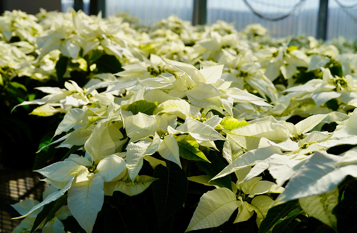 White poinsettias