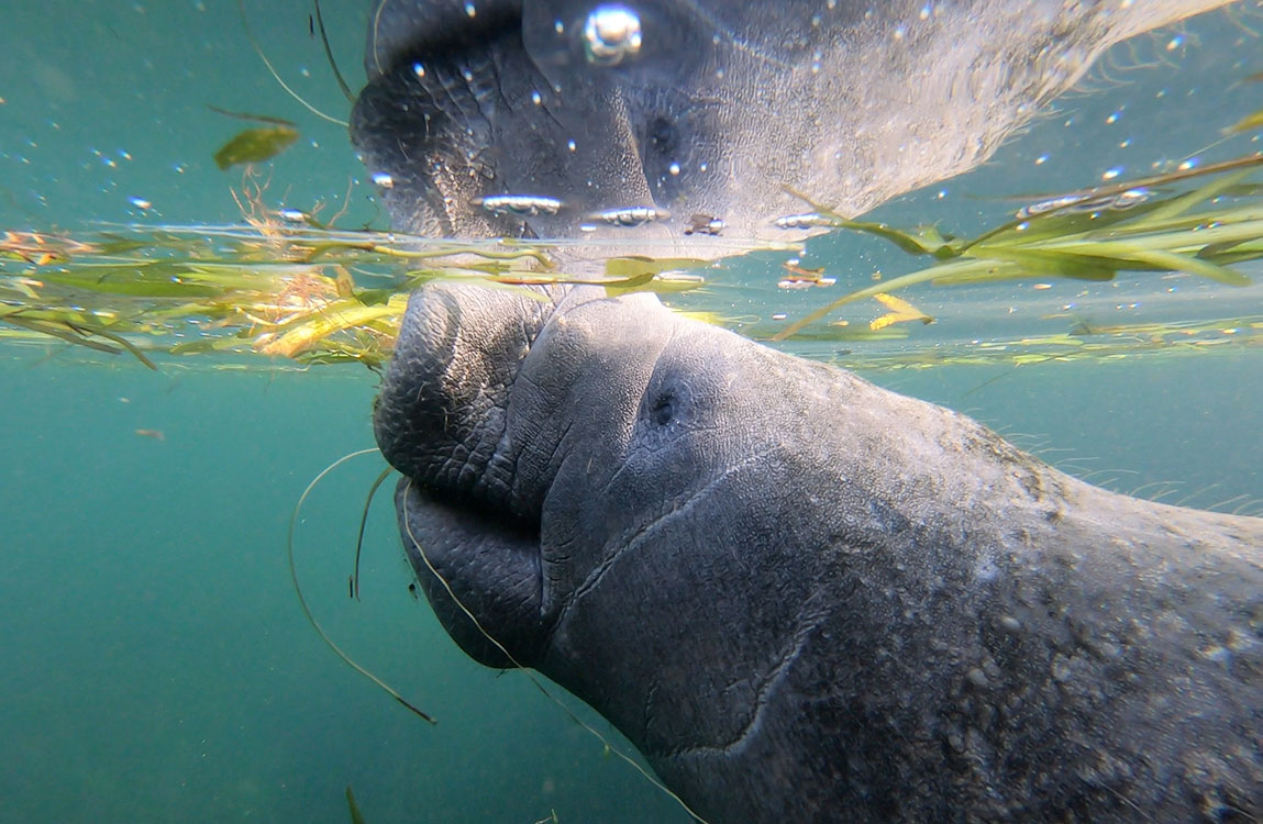 Manatee cruising in the water. 