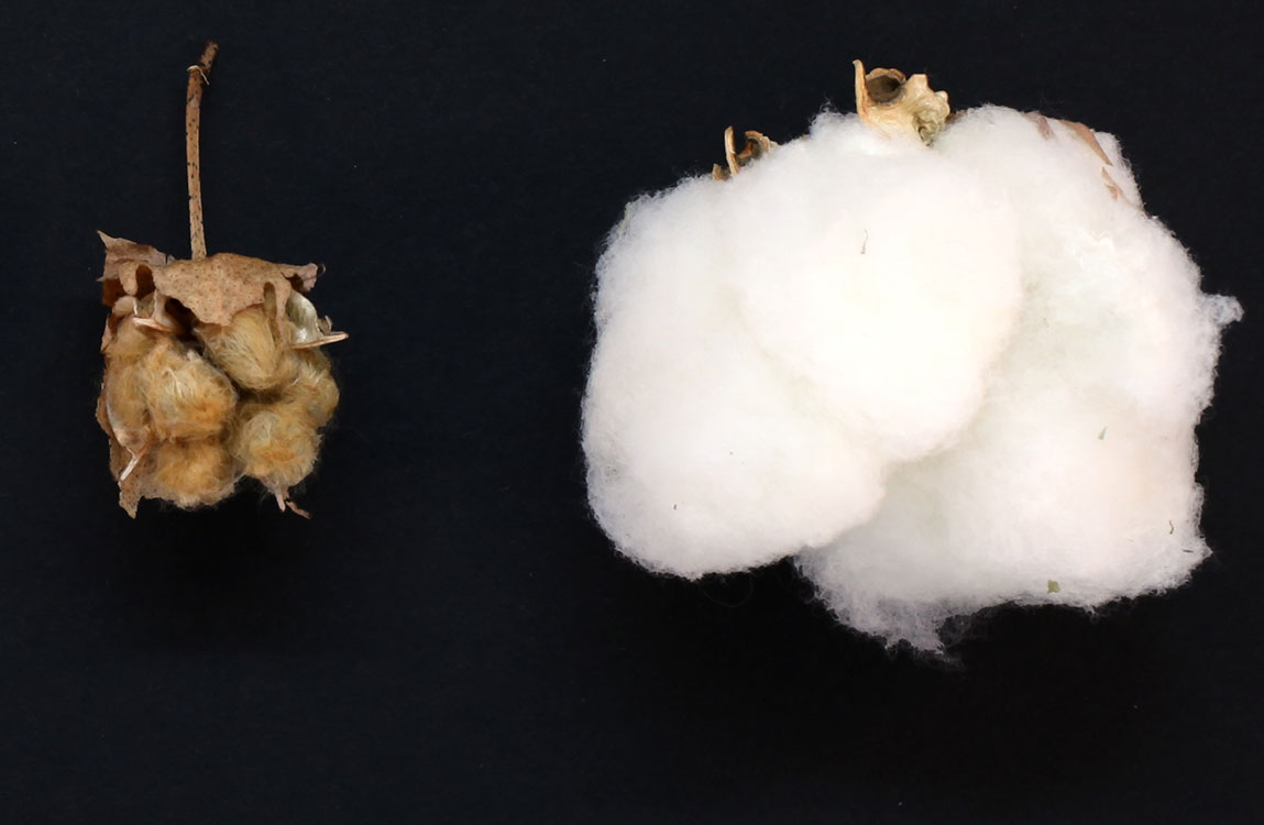 Two cotton bolls&mdash;a wild variant, left, and domesticated boll&mdash;are shown in a size comparison.