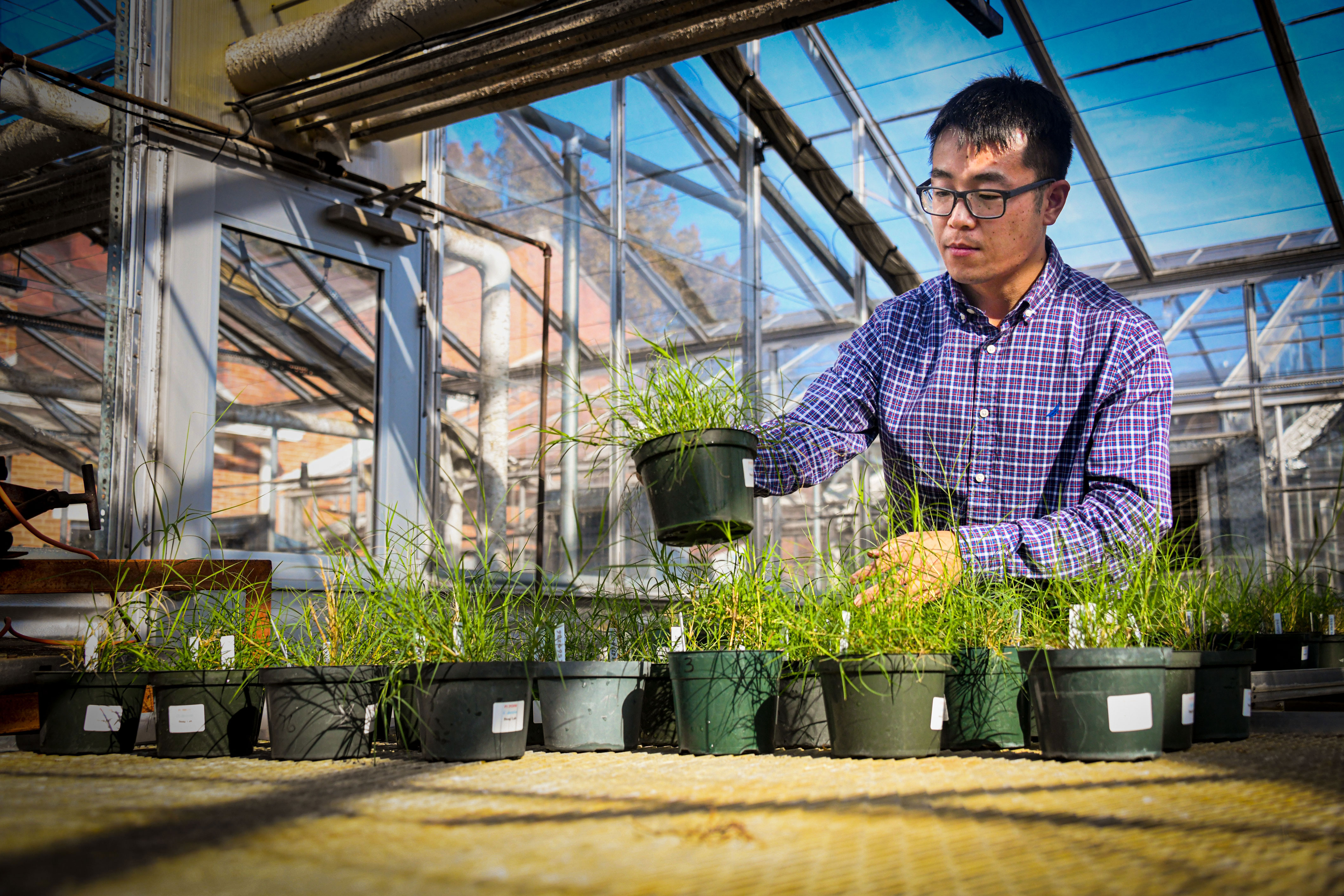 Mississippi State Assistant Professor Hongxu Dong, a scientist in the Mississippi Agricultural and Forestry Experiment Station who specializes in turfgrass breeding and genetics, evaluates grasses in a university greenhouse.