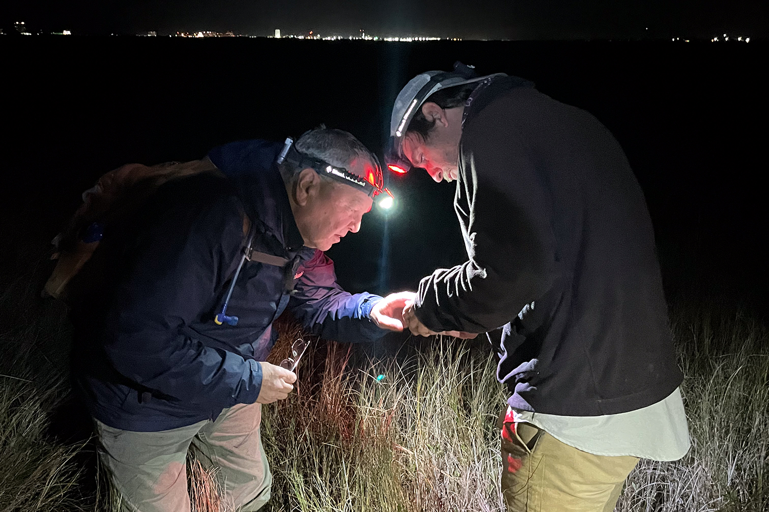 Marsh mystery: MSU experts study elusive bird to properly manage land