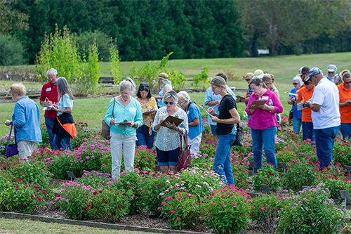 Participants at horticulture field day view plants at MSU