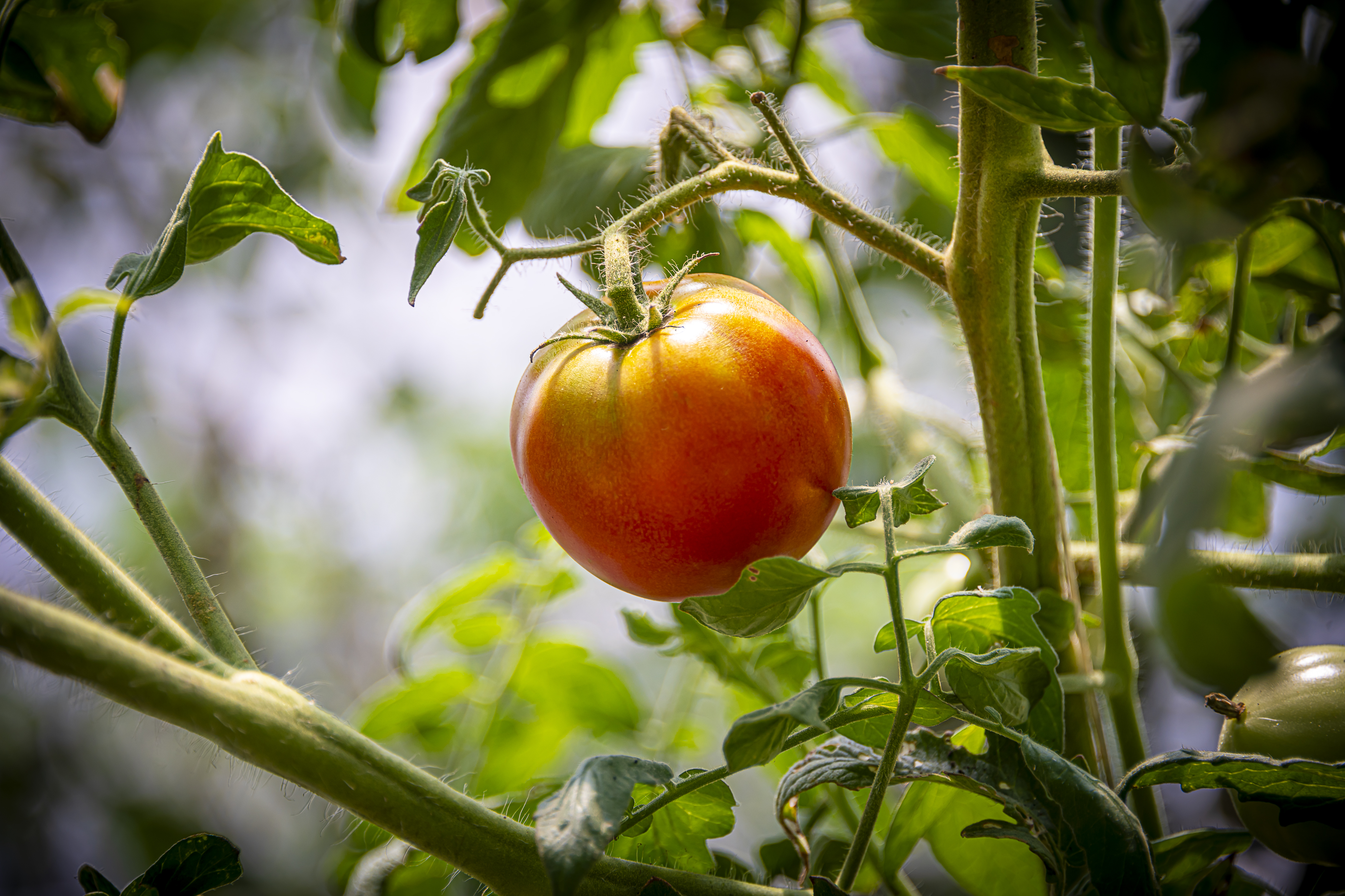 Triumph in Tomatoes