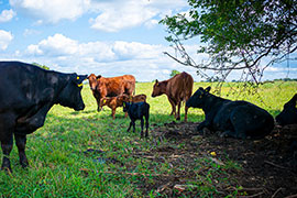 Cool Cattle, Better Beef