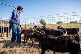 The Power of Cottonseed