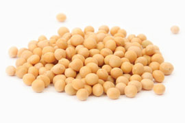 soybean on white background
