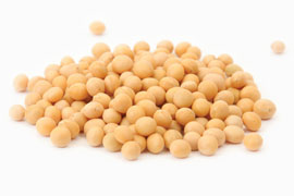 soybean on white background