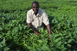 scientist in soybean