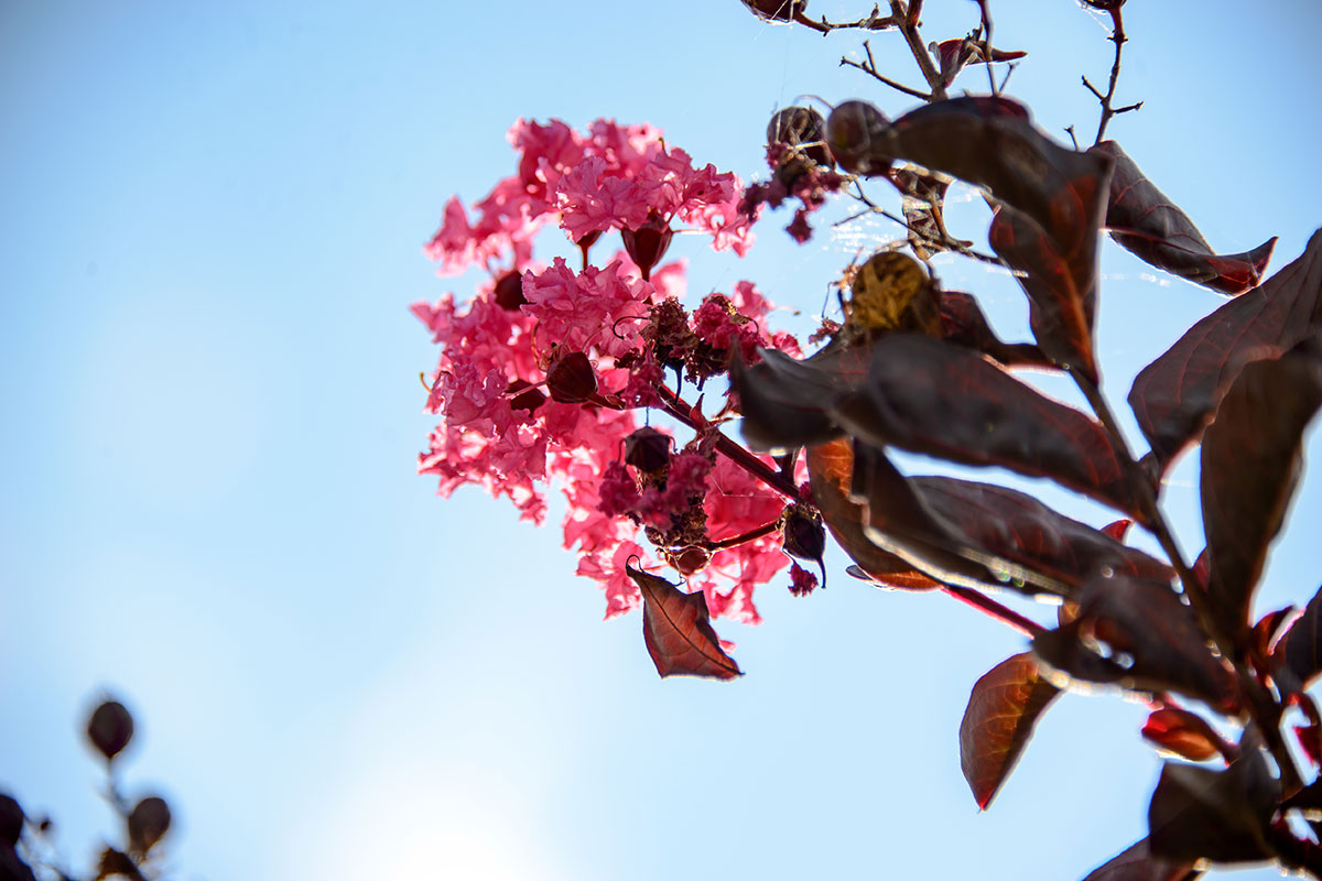 A Canopy of Color