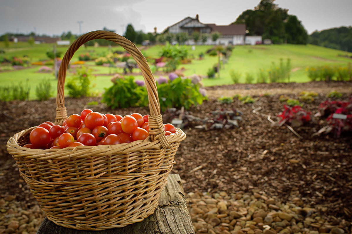 tomatoes in a basket