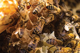 honey bees on the comb