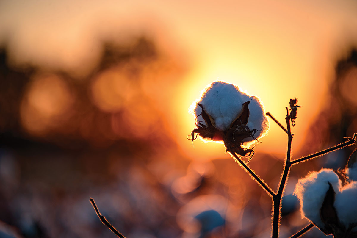 cotton in sunset