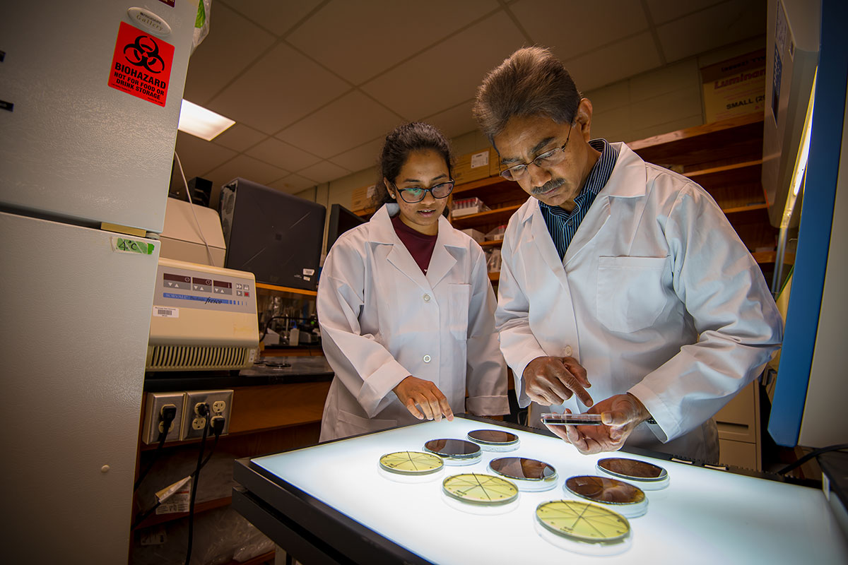 scientists examining petri dishes