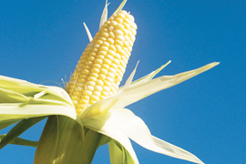 corn with blue sky