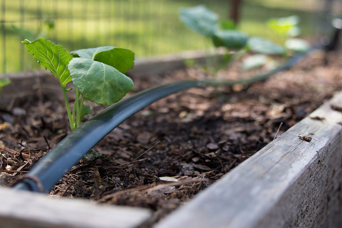 Patio Tomatoes and Raised-Bed Arugula