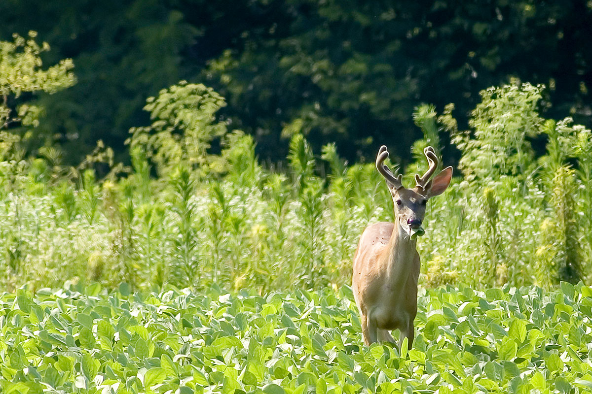 deer standing in soybean