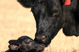 cow cleaning calf