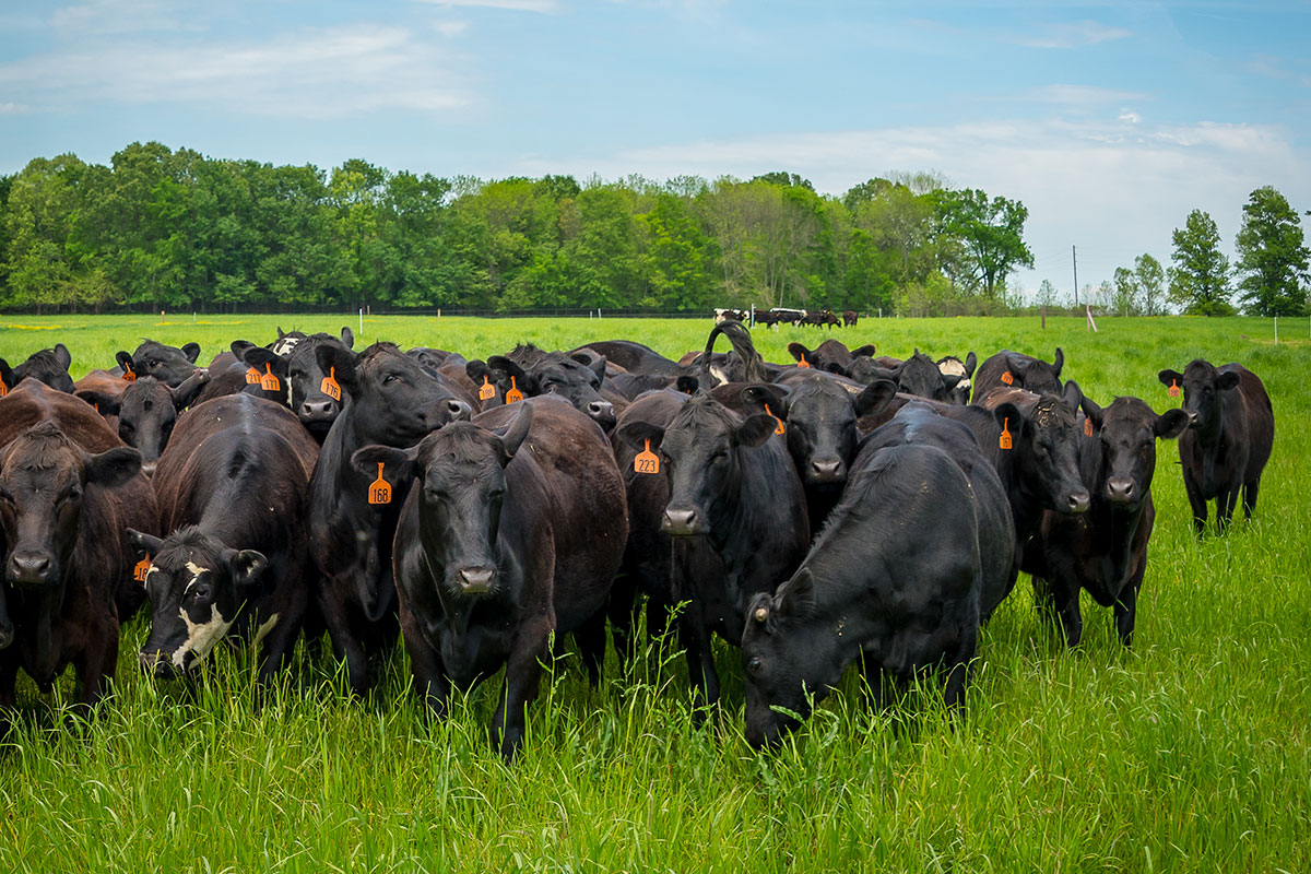 Protecting the Herd