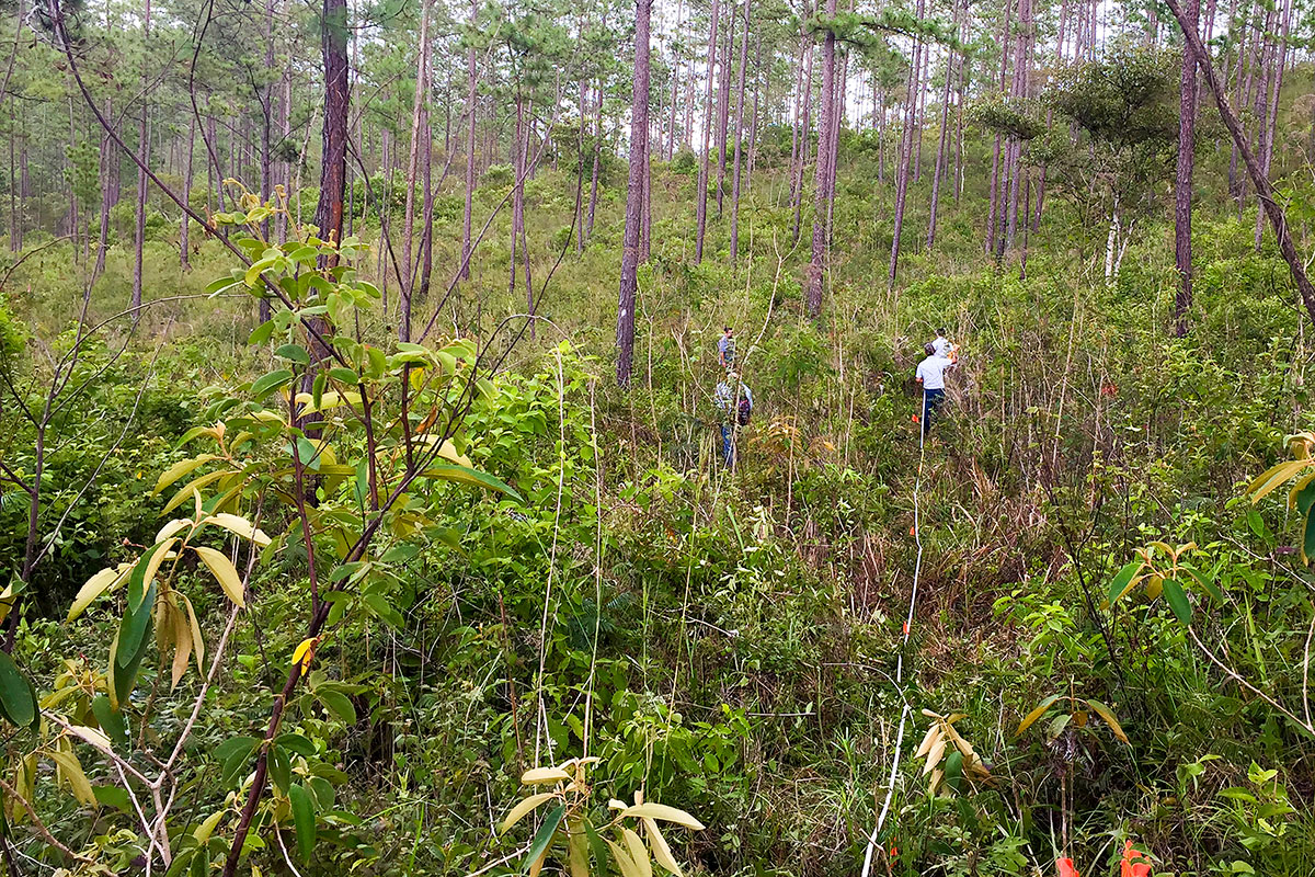 Understanding a Global Pest