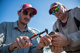 scientists measuring the beak of a bird