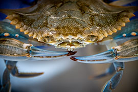 close-up of a blue crab