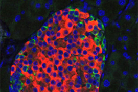 infection under microscrope