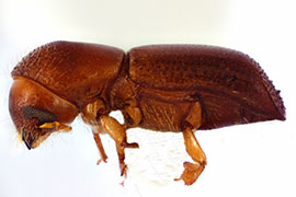 red bay ambrosia beetle on white background