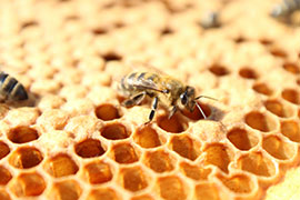 honey bee on honecomb