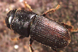 bettle