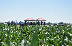 cover crop field day