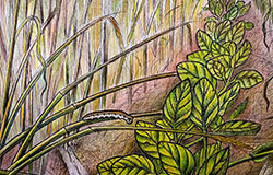 Illustration of insect moving from cover crop to soybean