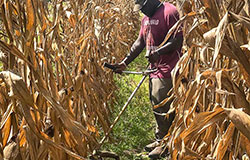 scientists put cover crop seed in tractor