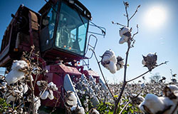 harvesting cotton