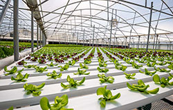 trays of lettuce