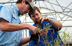 Weed science doctoral student Jake Patterson (left) and Dr. Connor Ferguson examine weeds grown in the greenhouse to determine herbicide effectiveness