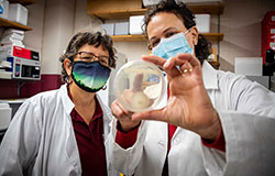 Drs. Maria Tomaso-Peterson (left) and Sorina Popescu look at infected culture of Xylaria sp.