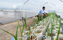 Dr. Raja Reddy works on rice plants in a greenhouse structure