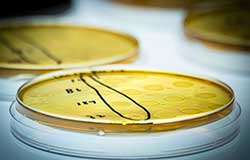 MAFES scientists test the effects of biocides on Listeria monocytogenes, a type of pathogenic bacteria that causes food poisoning.