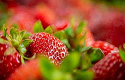 MAFES scientists are growing strawberries in high-tunnels, to extend the season and increase yields.