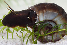 Ramshorn snails are intermediate hosts of a digenetic trematode Bolbophorus damnificus. The trematode enters the snail and then passes onto catfish, causing production losses.