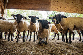 MAFES scientists are developing best management practices to diagnose and treat parasites in sheep and goats.