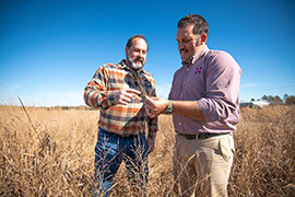 Drs. Brian Baldwin and Jesse Morrison look at ‘Robusto’ switchgrass growing at the MAFES R. R. Foil Plant Science Research Center.